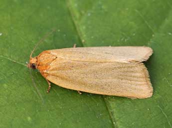 Clepsis unicolorana Dup. adulte - �Lionel Taurand