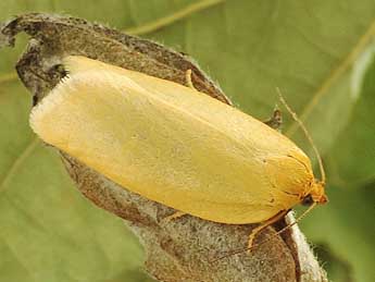 Zelotherses unitana Hb. adulte - �Friedmar Graf