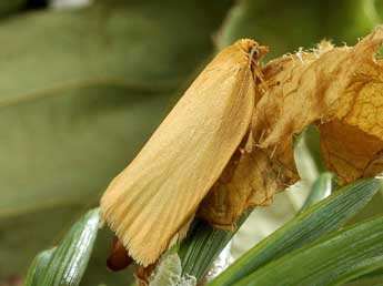 Zelotherses unitana Hb. adulte - �Friedmar Graf