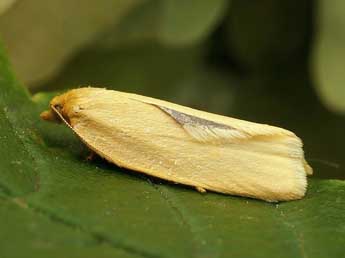 Zelotherses unitana Hb. adulte - �Friedmar Graf