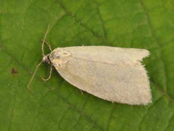 Zelotherses unitana Hb. adulte - �Philippe Mothiron