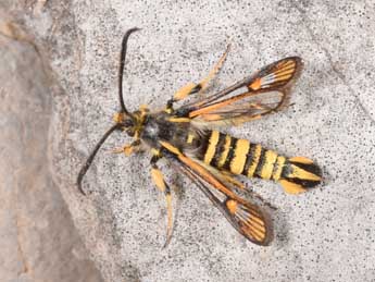 Bembecia uroceriformis Tr. adulte - �Philippe Mothiron