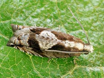 Rhopobota ustomaculana Curt. adulte - �Friedmar Graf