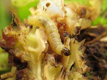  Chenille de Endothenia ustulana Hw. - �Ruben Meert