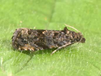 Endothenia ustulana Hw. adulte - �Philippe Mothiron