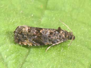 Endothenia ustulana Hw. adulte - �Philippe Mothiron