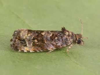 Endothenia ustulana Hw. adulte - �Philippe Mothiron