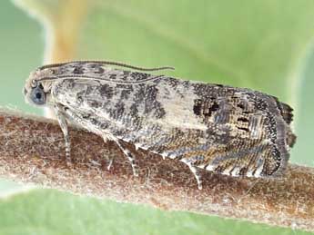Cydia vallesiaca Sauter adulte - �Friedmar Graf