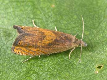 Dichrorampha vancouverana McDunnough adulte - �Philippe Mothiron