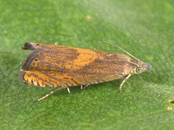 Dichrorampha vancouverana McDunnough adulte - �Philippe Mothiron