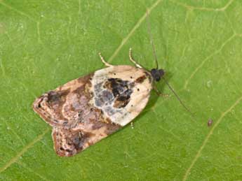 Acleris variegana D. & S. adulte - �Philippe Mothiron