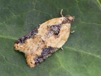 Acleris variegana D. & S. adulte - �Lionel Taurand