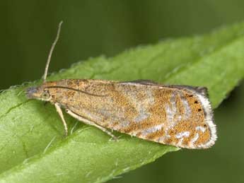 Dichrorampha velata Schmid & Huemer adulte - �J�rg Schmid