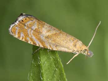 Dichrorampha velata Schmid & Huemer adulte - �J�rg Schmid