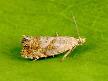 Dichrorampha velata Schmid & Huemer adulte - �Philippe Mothiron