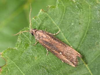 Bactra venosana Z. adulte - �Philippe Mothiron