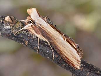 Cucullia verbasci L. adulte - �Philippe Mothiron