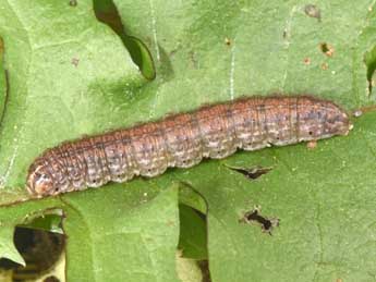  Chenille de Agrotis vestigialis Hfn. - �Philippe Mothiron