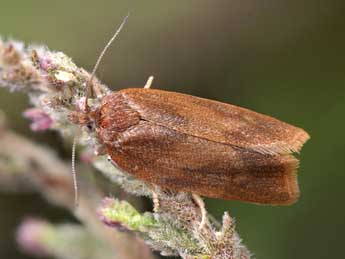 Aphelia viburnana D. & S. adulte - �Patrick Clement