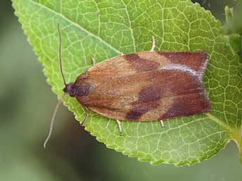 Aphelia viburnana D. & S. adulte - �Patrick Clement