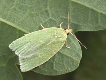 Tortrix viridana L. adulte - �Philippe Mothiron