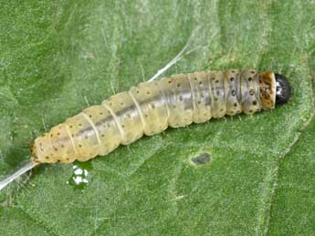  Chenille de Tortrix viridana L. - �Philippe Mothiron