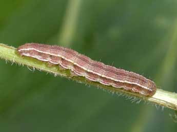  Chenille de Heliothis viriplaca Hfn. - �Philippe Mothiron