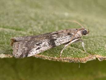 Ephestia welseriella Z. adulte - �Philippe Mothiron