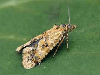 Aethes williana Brahm adulte - �Lionel Taurand