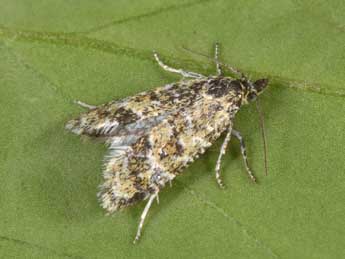 Aethes williana Brahm adulte - �Philippe Mothiron