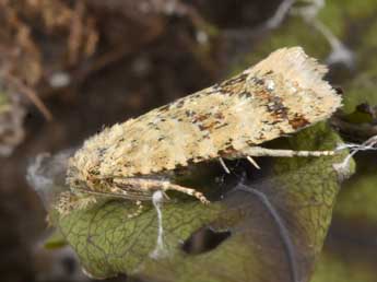 Aethes williana Brahm adulte - �Philippe Mothiron