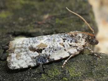 Celypha woodiana Barr. adulte - �Friedmar Graf