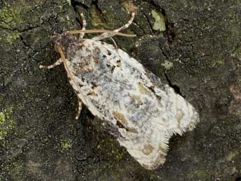 Celypha woodiana Barr. adulte - �Friedmar Graf