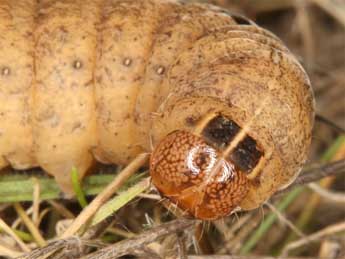 Chenille de Chlorothalpa graslini Culot - �Wolfgang Wagner, www.pyrgus.de