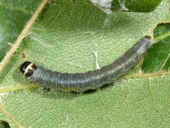  Chenille de Archips xylosteana L. - �Philippe Mothiron