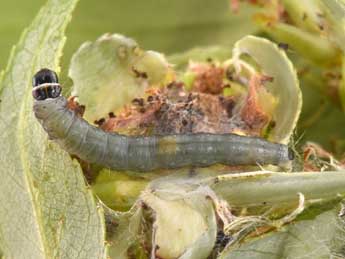  Chenille de Archips xylosteana L. - �Philippe Mothiron