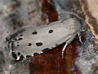 Cydia zebeana Rtzbg adulte - �Rudolf Bryner