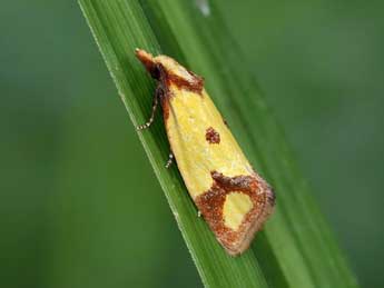 Agapeta zoegana L. adulte - �Lionel Taurand