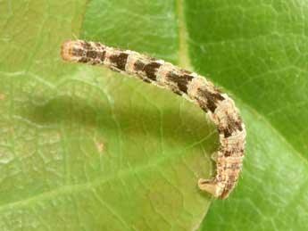  Chenille de Eupithecia abbreviata Stph. - �Philippe Mothiron