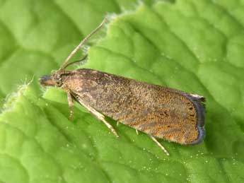 Dichrorampha aeratana Pierce & Metc. adulte - �Philippe Mothiron