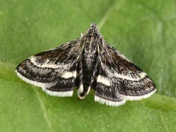 Atralata albofascialis Tr. adulte - �Philippe Mothiron