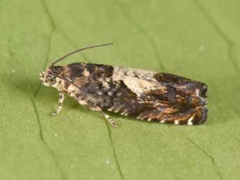 Pammene albuginana Gn. adulte - �Philippe Mothiron