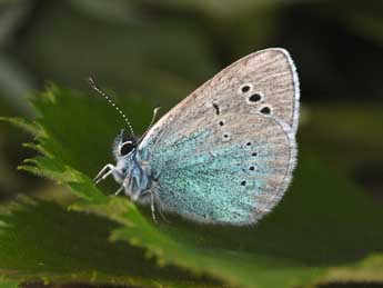 Glaucopsyche alexis Poda adulte - �Philippe Mothiron