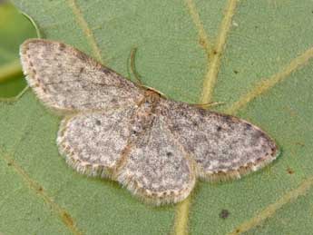 Idaea alyssumata Mill. adulte - �Philippe Mothiron