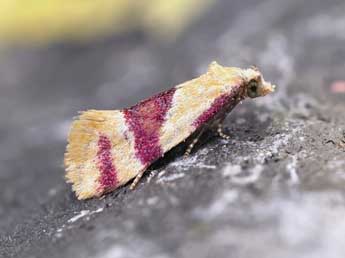 Diceratura amaranthica Raz. adulte - �Lionel Taurand