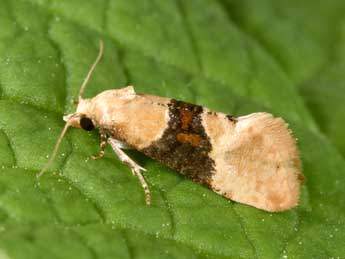 Eupoecilia ambiguella Hb. adulte - �Philippe Mothiron