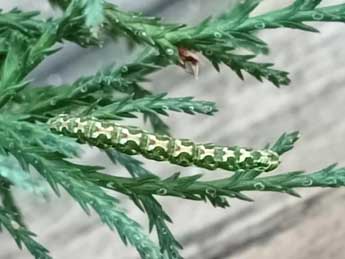  Chenille de Ekboarmia atlanticaria Stgr - �Xavier Vitureau