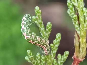  Chenille de Ekboarmia atlanticaria Stgr - �Xavier Vitureau