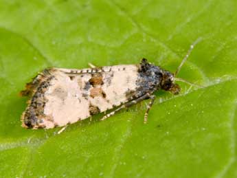 Cochylichroa atricapitana Stph. adulte - �Philippe Mothiron