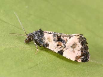 Cochylichroa atricapitana Stph. adulte - �Philippe Mothiron